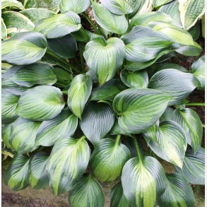 Hosta Justine
