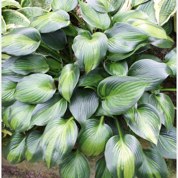 Hosta Justine