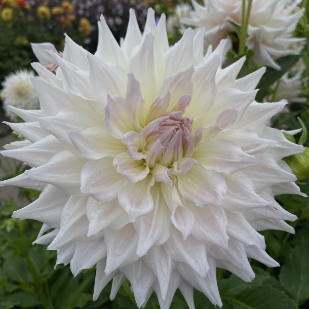 Dahlia KA's Cloud
