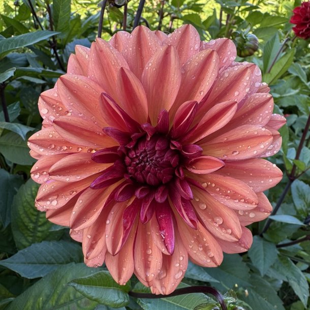 Dahlia Klara Zak