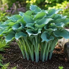Hosta Krossa Regal
