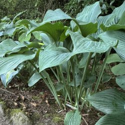 Hosta Krossa Regal