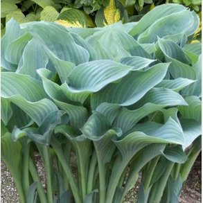 Hosta Krossa Regal