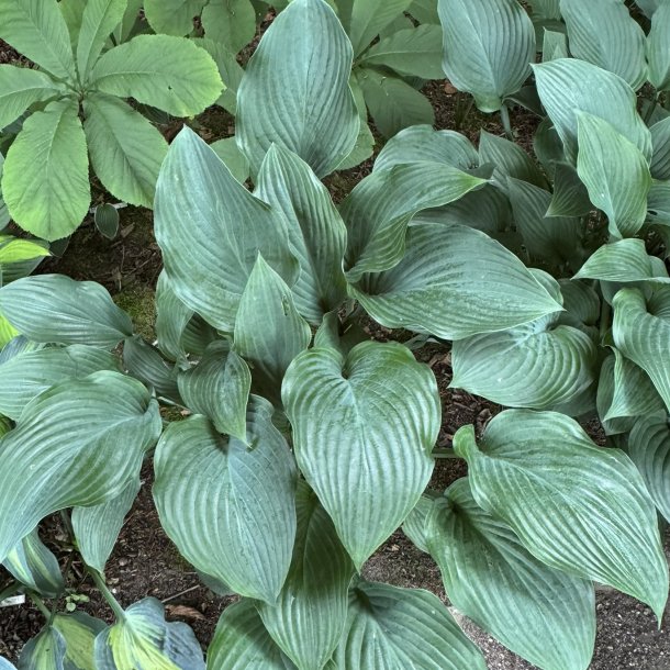 Hosta Krossa Regal