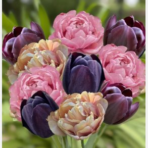 Amazing Queen mix 21 l�g