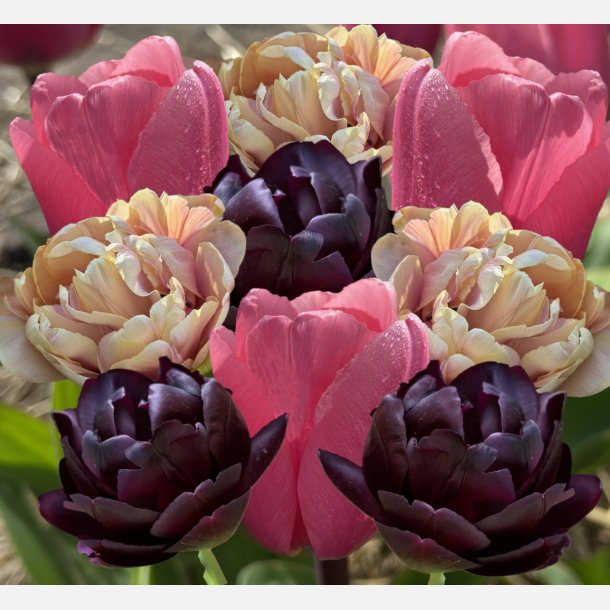 Tulipan Twilight Rose mix 21 lg