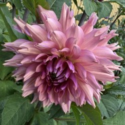 Dahlia La Belle Epoque