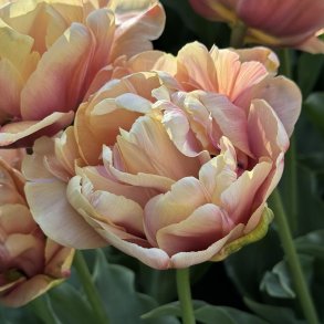 Tulipan La Belle Epoque 5 lg