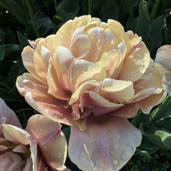 Tulipan La Belle Epoque 5 lg