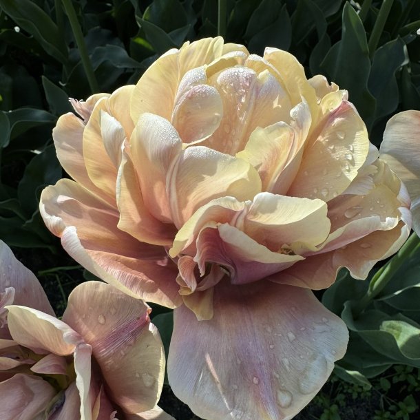 Tulipan La Belle Epoque 5 lg