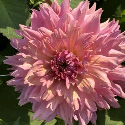 Dahlia La Belle Epoque