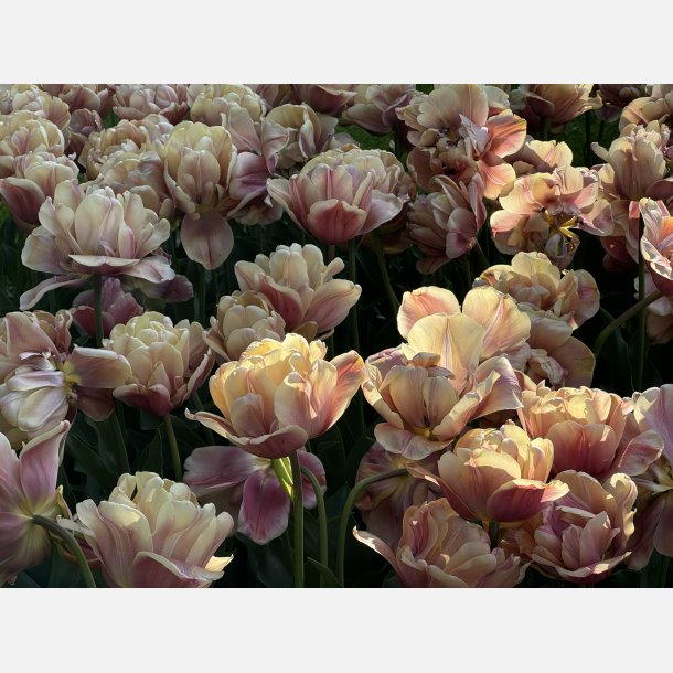 Tulipan La Belle Epoque 5 lg