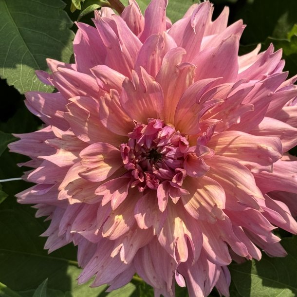 Dahlia La Belle Epoque