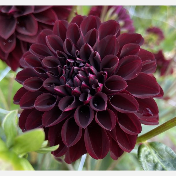 Dahlia La Recoleta