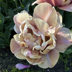 Tulipan La Belle Epoque 5 lg