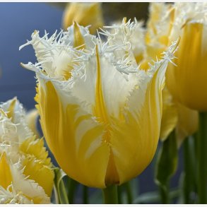 Tulipan Lemon Beauty 