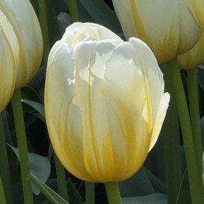 Tulipan Lemon Chiffon 5 l�g