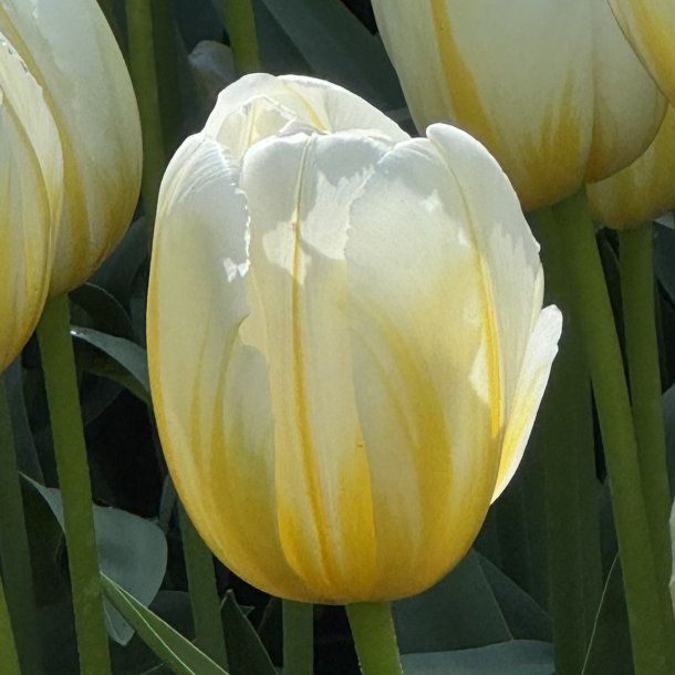 Tulipan Lemon Chiffon 5 l�g
