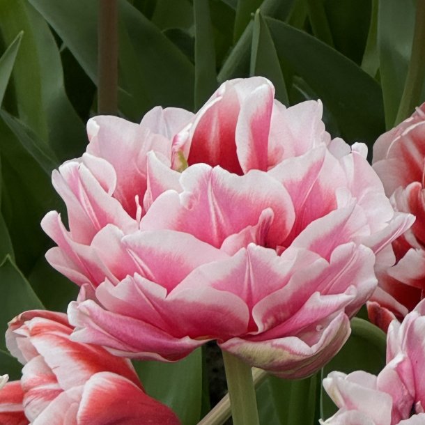 Tulip Let's Dance 8 lg