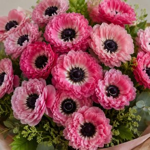 Anemone Levante� Rosa 8 l�g