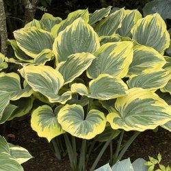 Hosta Liberty 