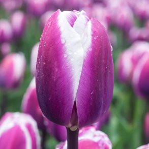 Tulipan Librije 6 l�g