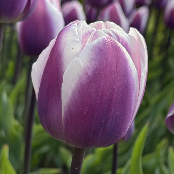 Tulipan Librije 6 l�g