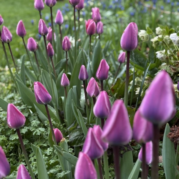 Tulipan Light and Dreamy 8 lg