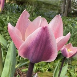 Tulipan Light and Dreamy 8 lg