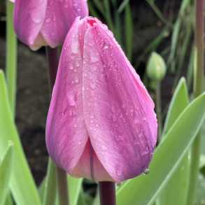 Tulipan Light and Dreamy 8 lg