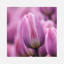 Tulipan Light and Dreamy 50 l�g