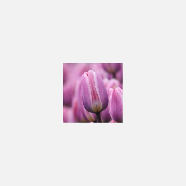 Tulipan Light and Dreamy 50 l�g