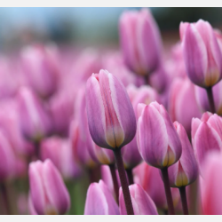 Tulipan Light and Dreamy 50 l�g