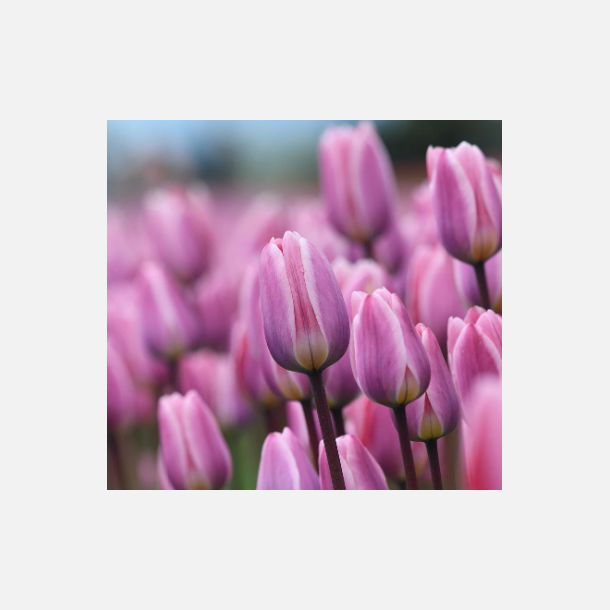 Tulipan Light and Dreamy 50 l�g