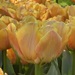 Tulipan Lorenzo 5 l�g