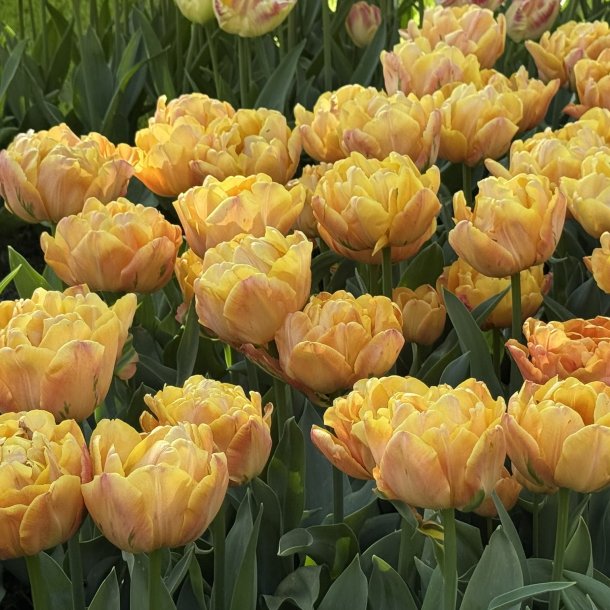 Tulipan Lorenzo 5 l�g