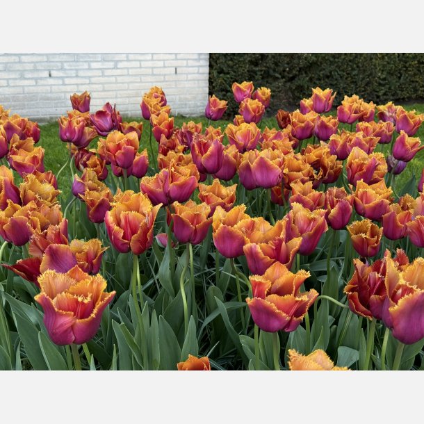 Tulipan Louvre Orange 8 lg