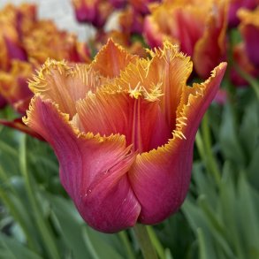 Tulipan Louvre Orange 8 lg