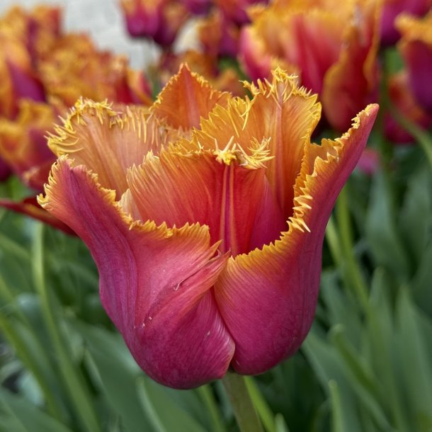 Tulipan Louvre Orange 8 lg
