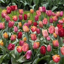 Tulipan Mix Lovely Ladies 50 lg