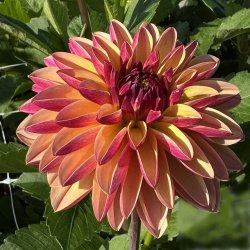 Dahlia Madame Antoinette