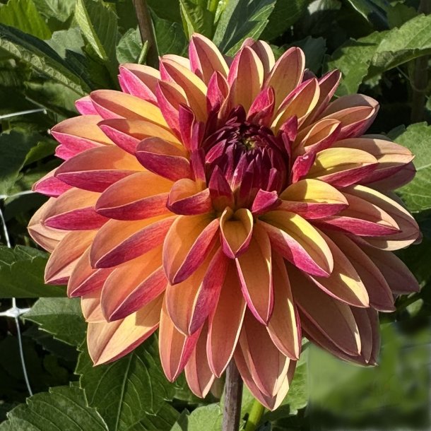 Dahlia Madame Antoinette