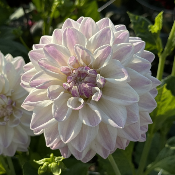 Dahlia Mama Mia