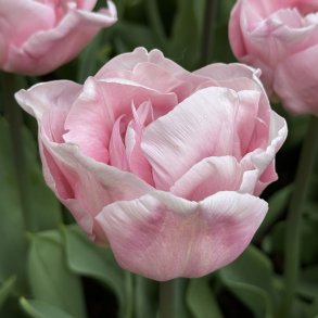 Tulipan Mariage 8 lg