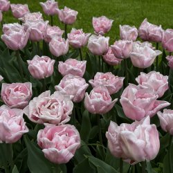 Tulipan Mariage 8 lg