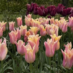 Tulipan Marianne 5 l�g