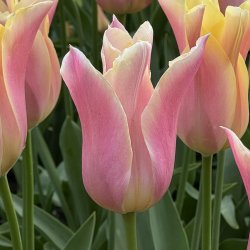 Tulipan Marianne 5 l�g