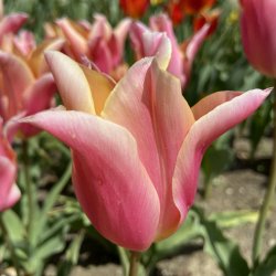 Tulipan Marianne 5 l�g