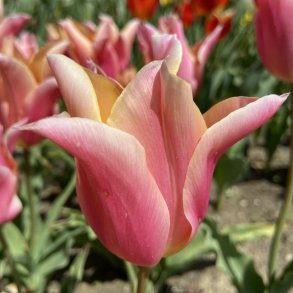 Tulipan Marianne 5 l�g