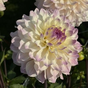 Dahlia Masterclass